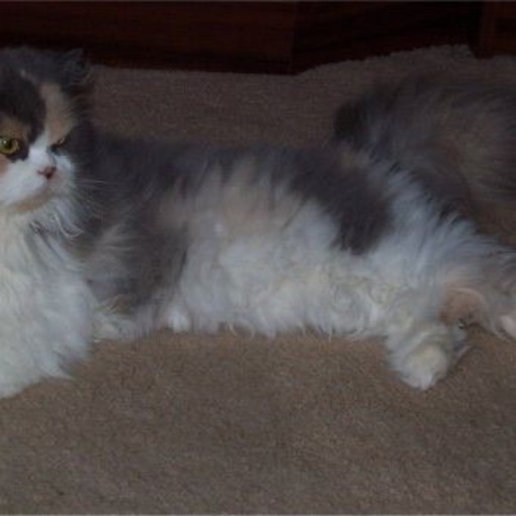 Meet your Posher, Michelle - Picture 1 of 1